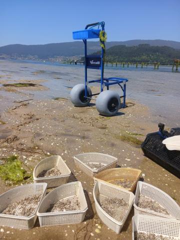 Cría de ostra